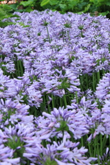 群れるアガパンサス