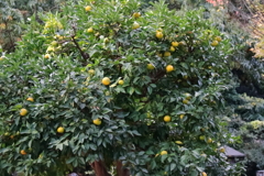 花散歩ダイダイ