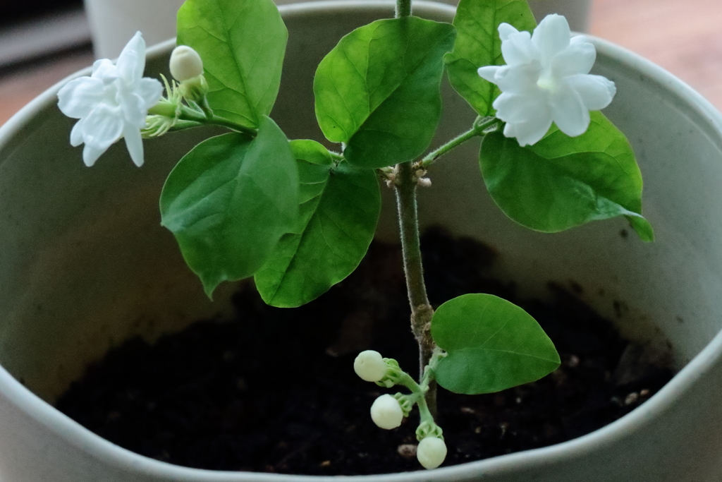ジャスミン開花１