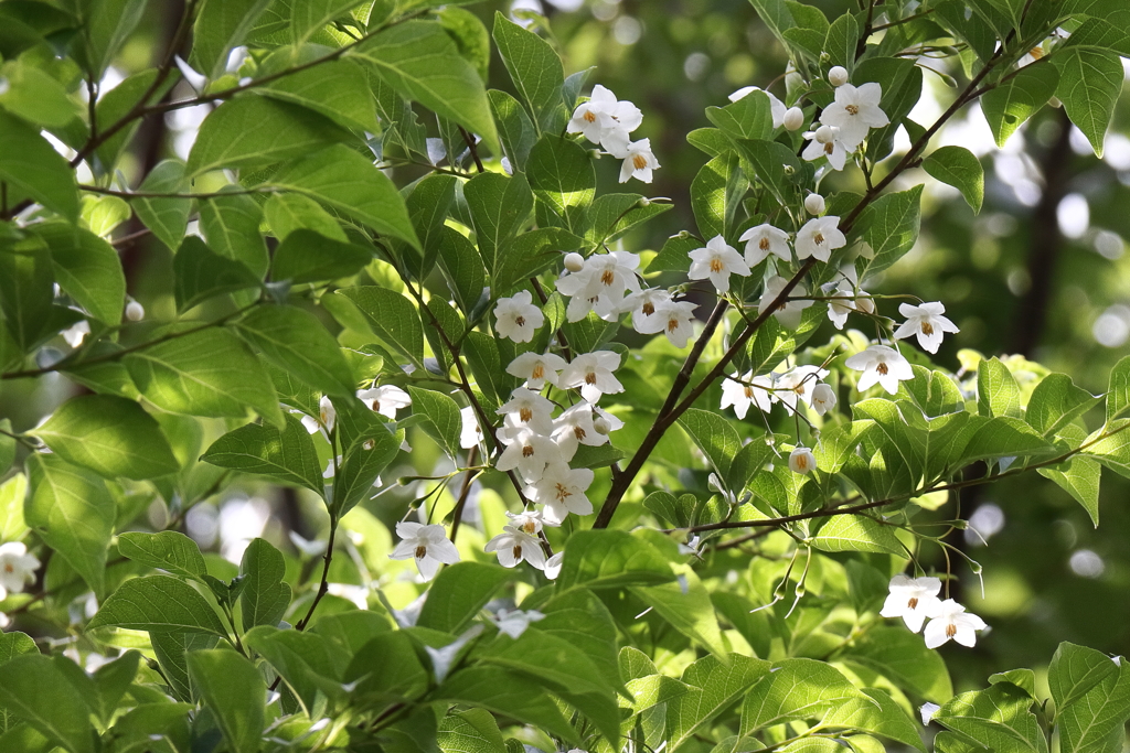 里山散歩エゴノキ１