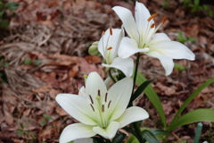 花散歩白百合２