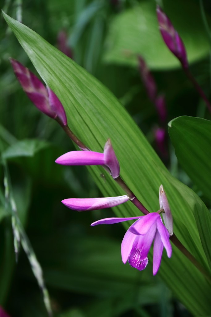 公園花壇紫蘭３