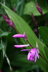 公園花壇紫蘭３