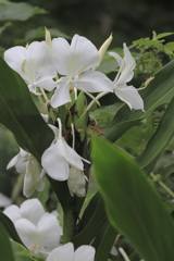花の歳時記　ホワイトジンジャー
