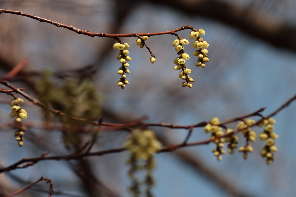 花散歩キブシ１