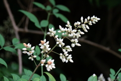 花散歩ナンテン
