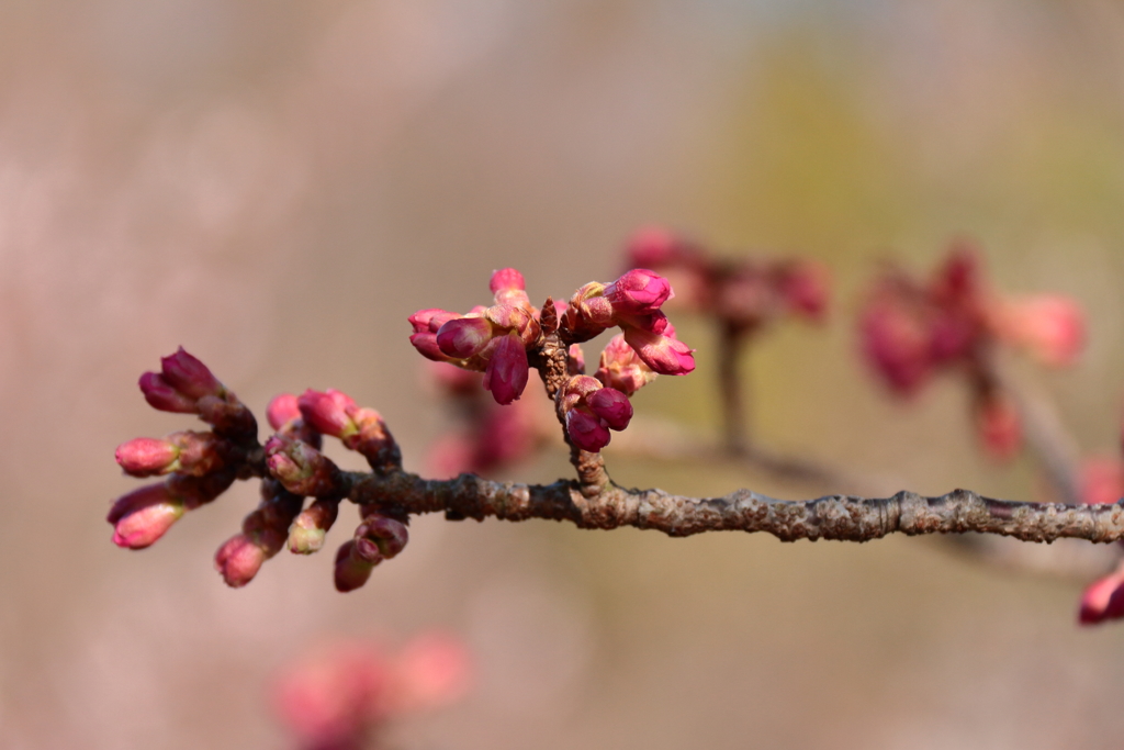 蕾膨らむ寒緋桜２