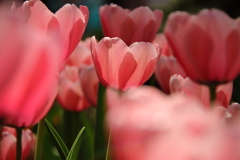 春　チューりップ４