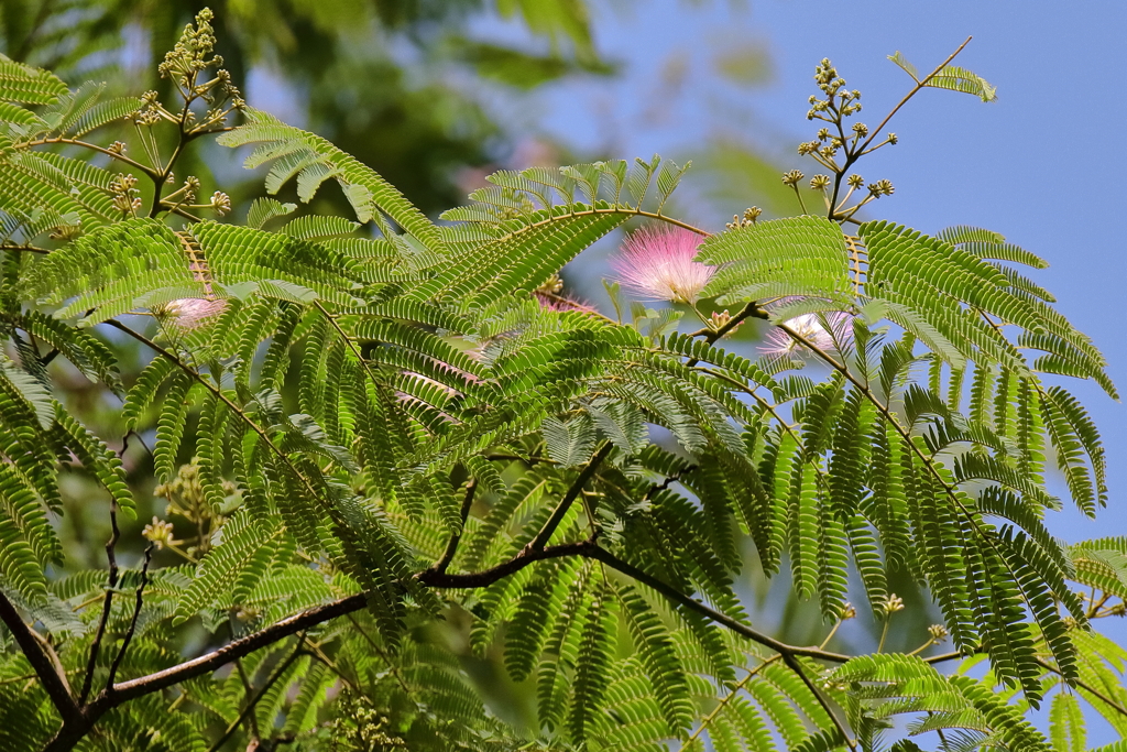 花散歩合歓木１