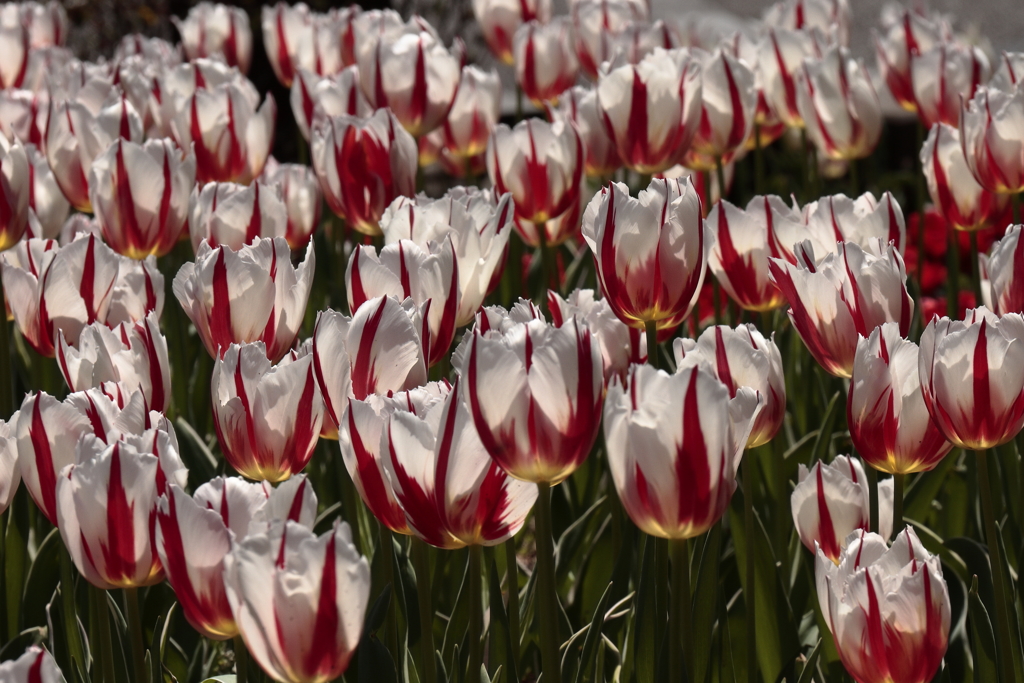 春、チューリップ５