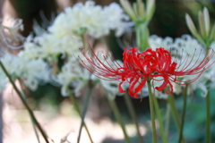 花散歩彼岸花6