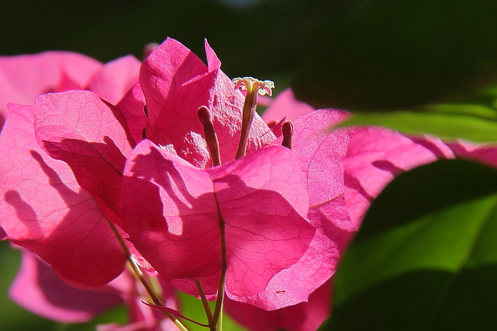 ブーゲンビリア４