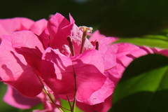 ブーゲンビリア４