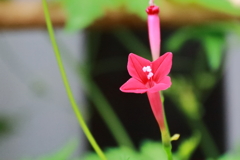 花散歩ルコウソウ