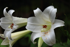 タカサゴユリ３