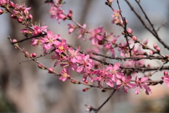 花散歩ニワウメ１