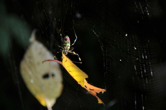 秋・・・独り遊び　