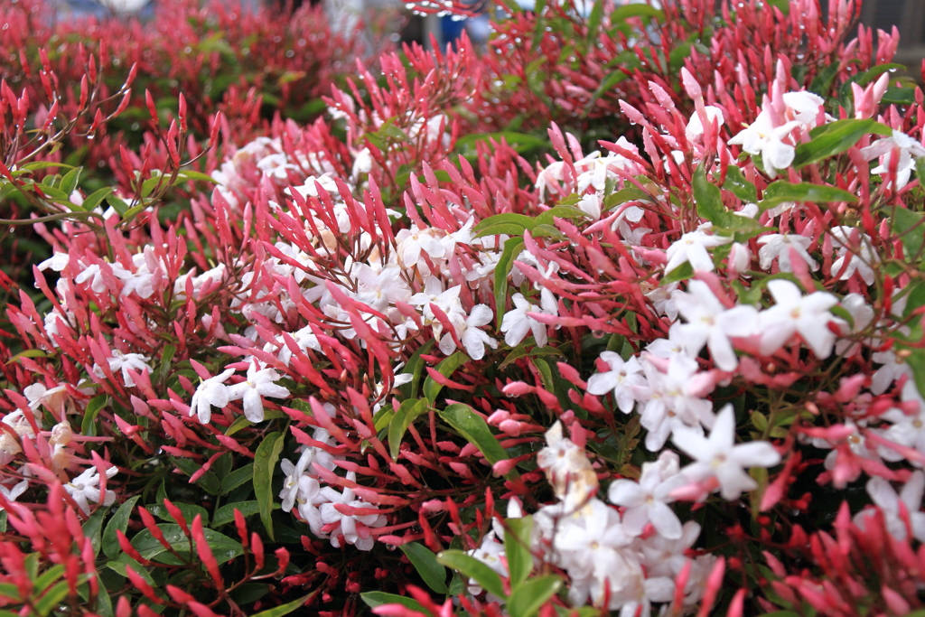 ジャスミン香る２