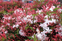 ジャスミン香る２