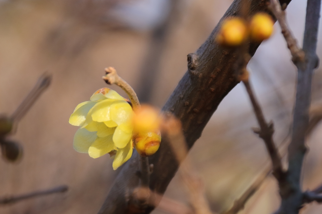 蠟梅の香り２