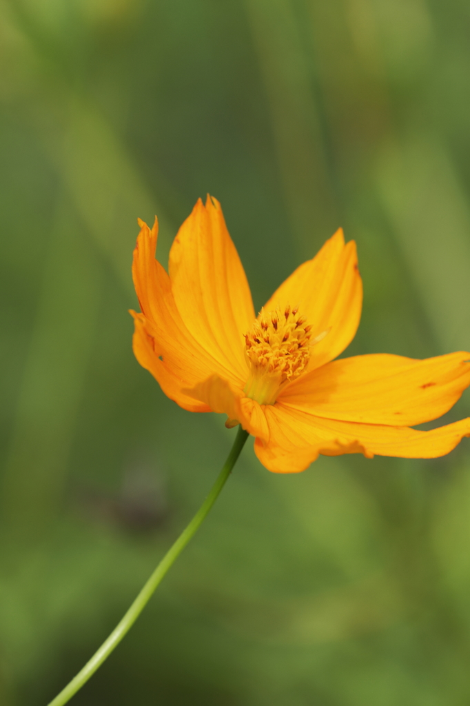 移ろいの花達２
