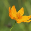 移ろいの花達２