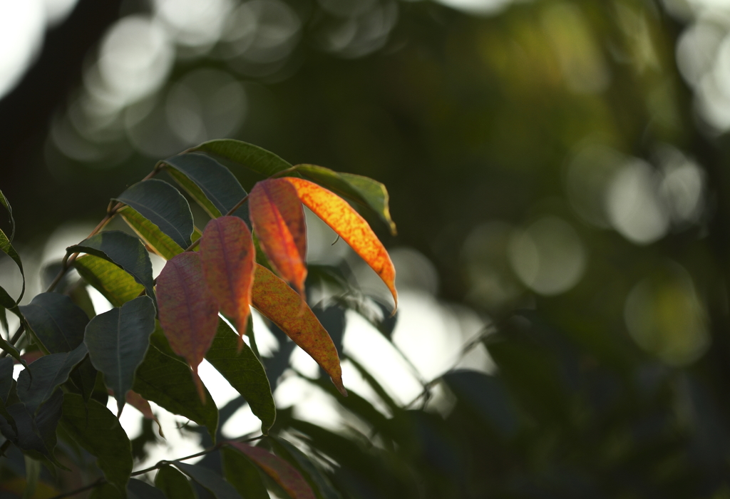 散歩道の秋　ナンキンハゼ