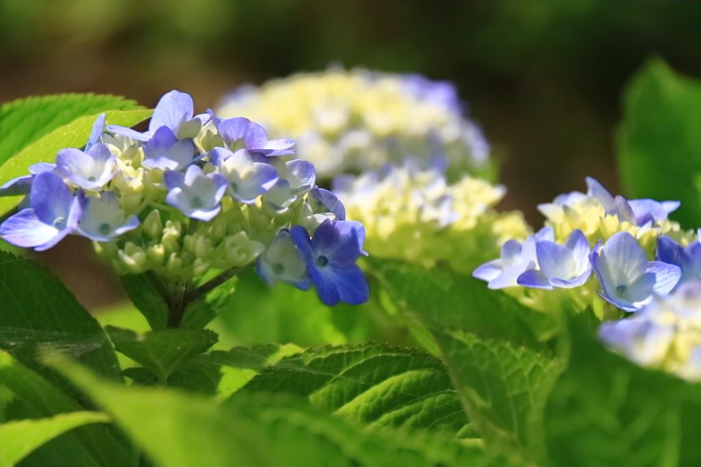 なかなかならない青３