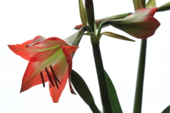 アマリリスが咲いた１