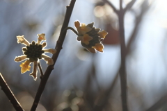 花散歩三椏1
