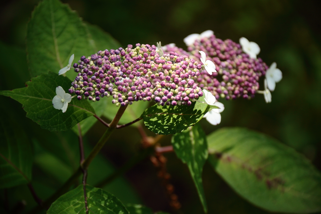 花散歩　ヤマアジサイ2
