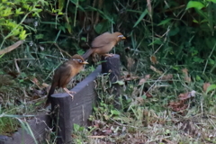 ガビチョウ発見１