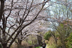 桜道散歩