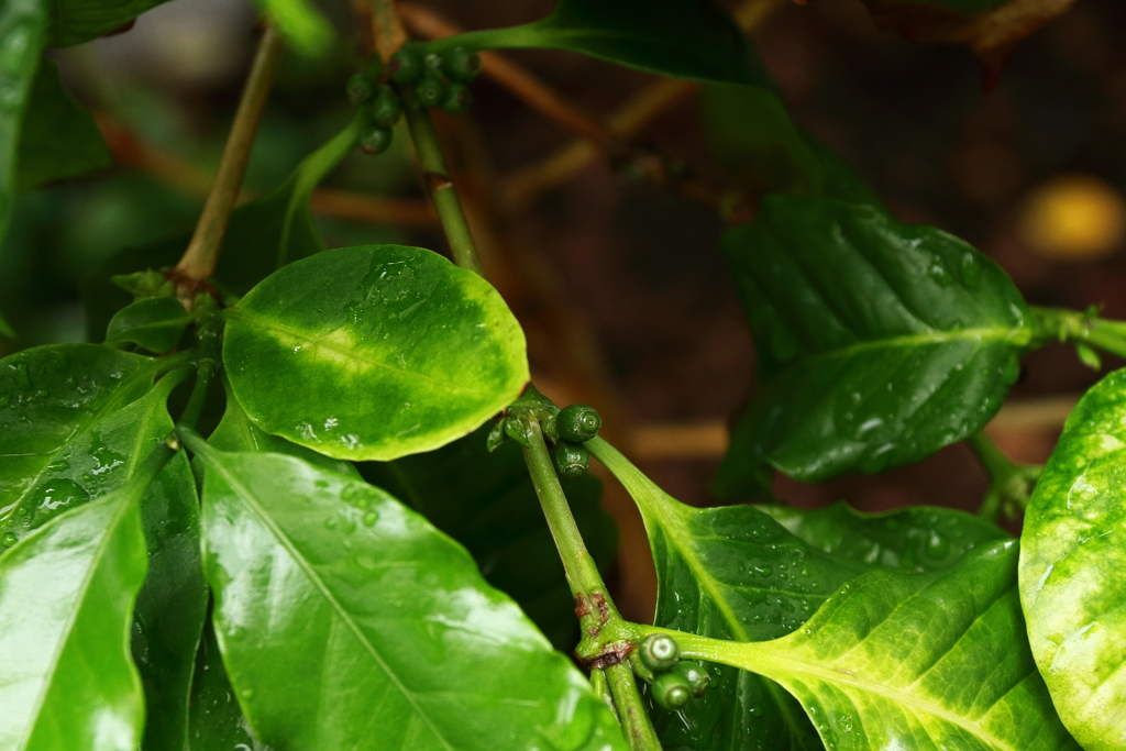 コーヒー熟し待ち