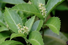 花散歩センリョウ