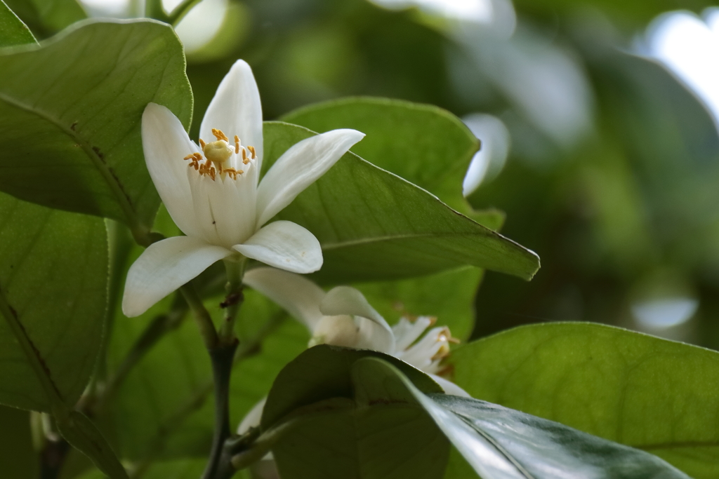 蜜柑の花咲く頃４