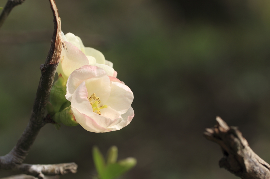 花の歳時記　木瓜２