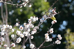 散歩道の野鳥５