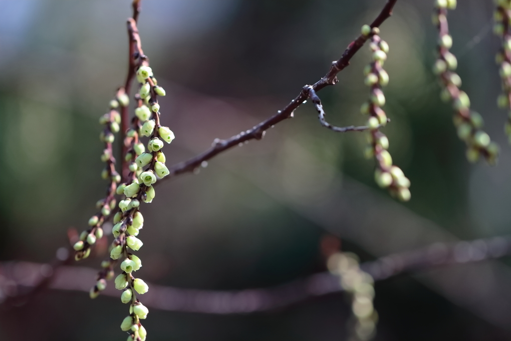 芽吹く３　キブシ
