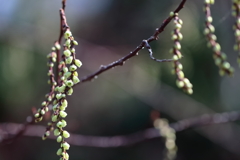 芽吹く３　キブシ
