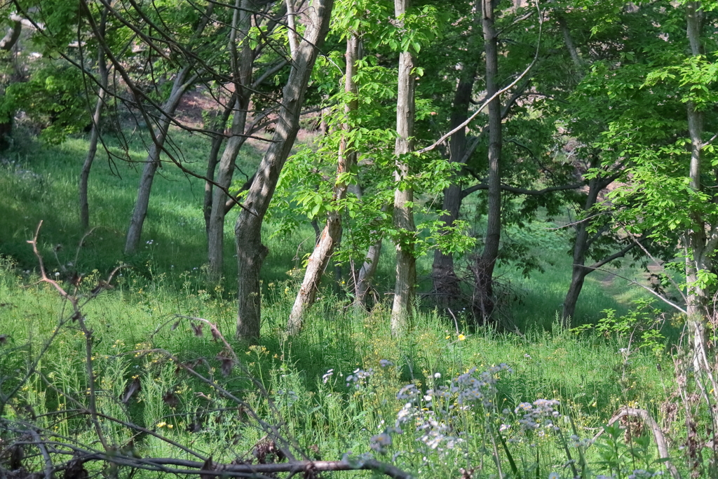 新緑の里山
