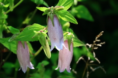 散歩道の野草達27