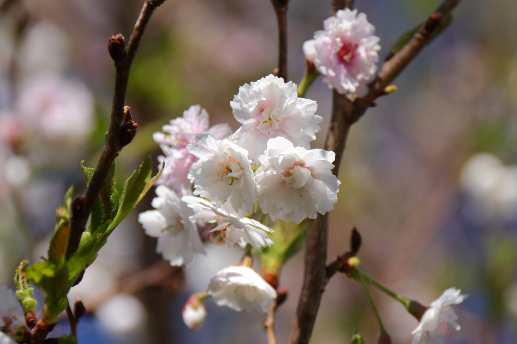 植物園から「こぶくざくら」２