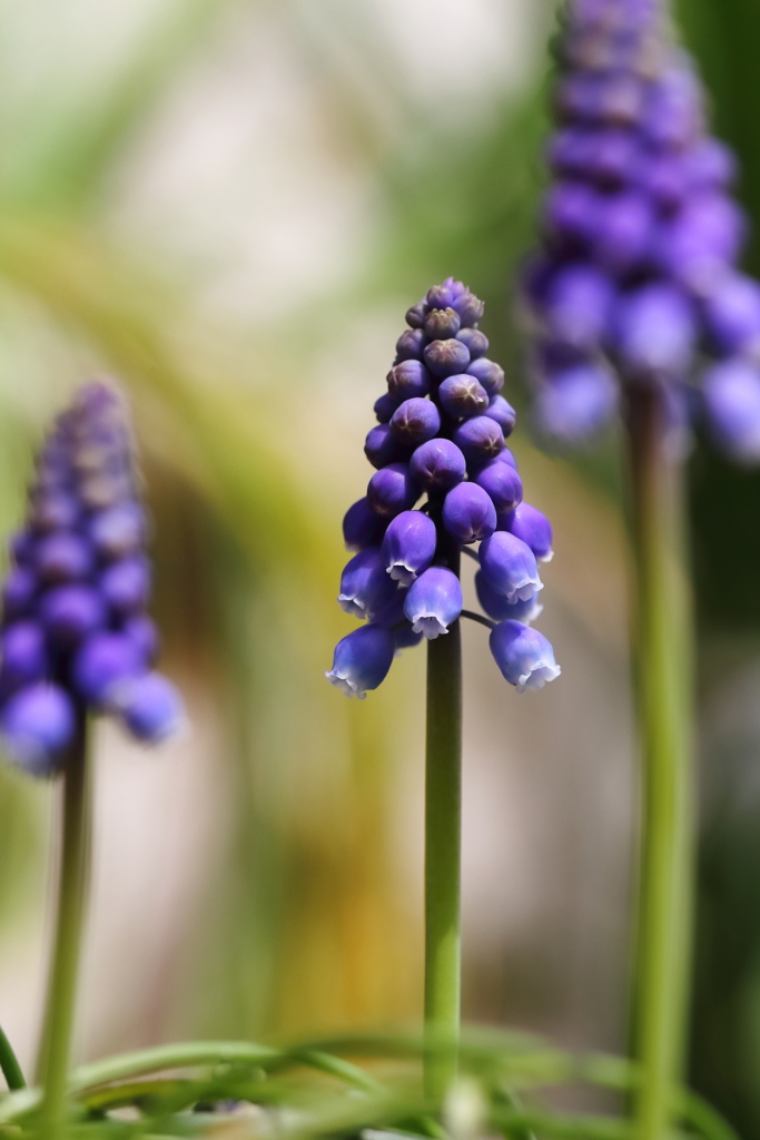 ムスカリ咲く３