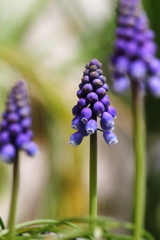 ムスカリ咲く３
