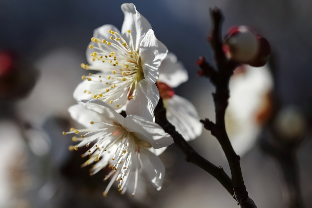 マクロで白梅１