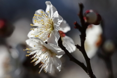 マクロで白梅１