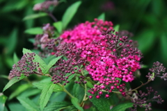 花散歩シモツケ