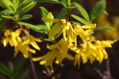 花散歩レンギョウ５
