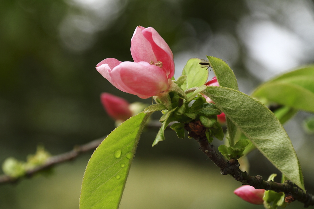 カリンの花咲く頃